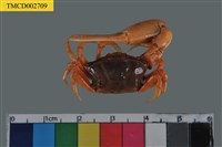 藏品(北方丑招潮蟹)的圖片